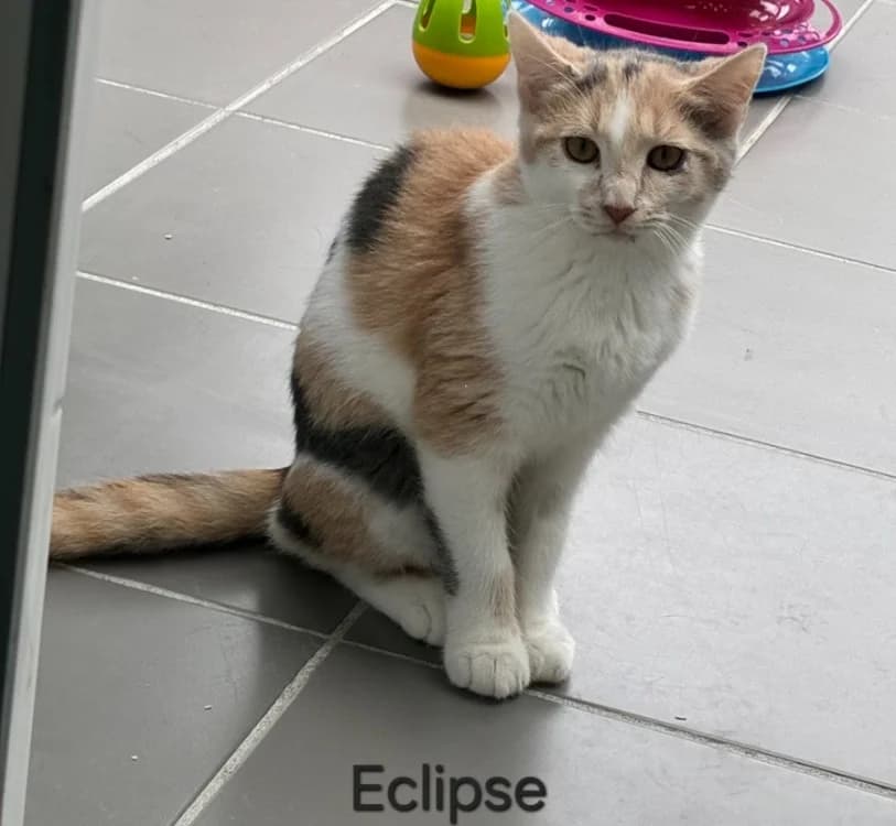 Eclipse, female Mixed Breed for adoption at Amiens), Poulainville