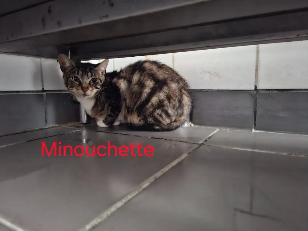 Minouchette, female 3yo Mixed Breed for adoption at Amiens), Poulainville