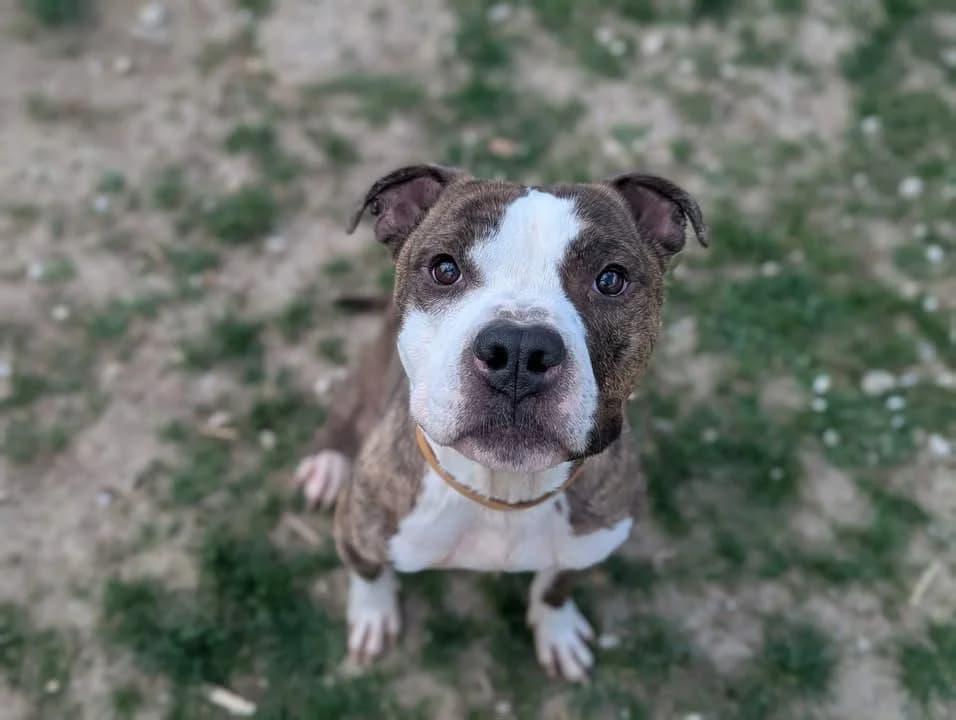 Tay'son, male 4yo American Staffordshire Terrier for adoption at Amiens), Poulainville