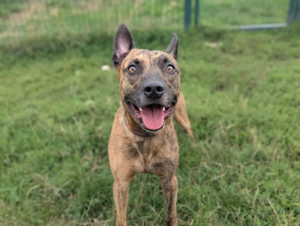 BADABASS, male young Mixed Breed for adoption at Amiens), Poulainville