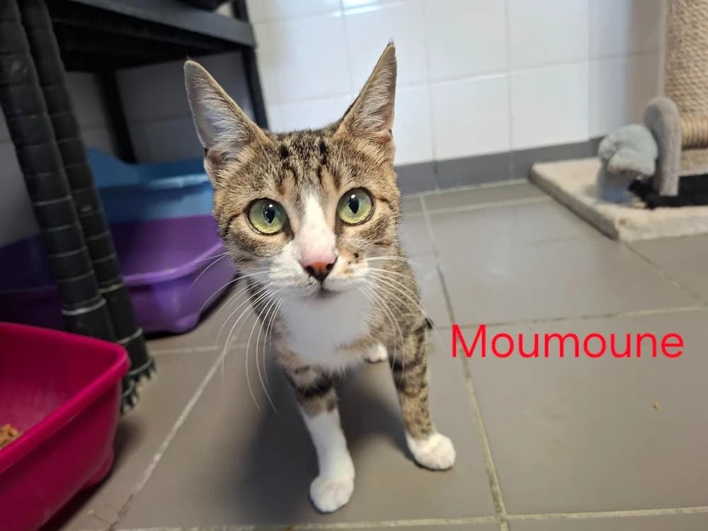 MOUMOUNE, female 3yo mixed breed for adoption at Amiens), Poulainville