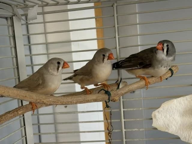 m10, female Mixed Breed for adoption at Amiens), Poulainville