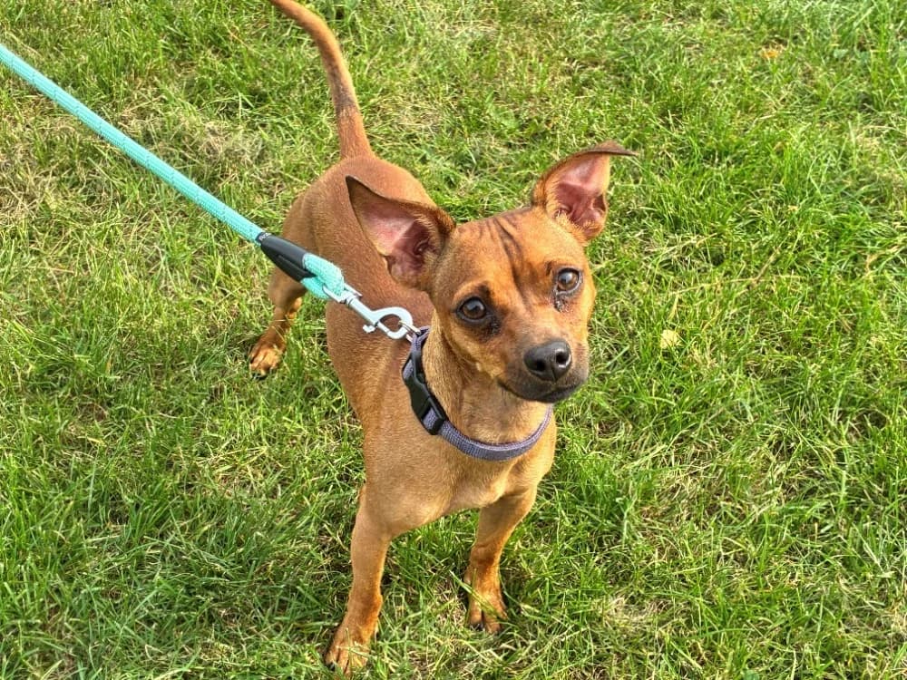 Pogo, male young Jack Russell Terrier for adoption at Amiens), Poulainville