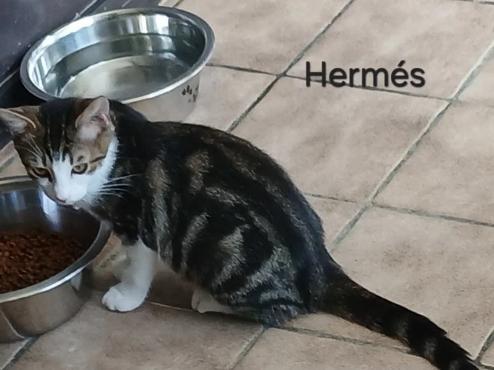 Hermes, male Mixed Breed for adoption at Amiens), Poulainville