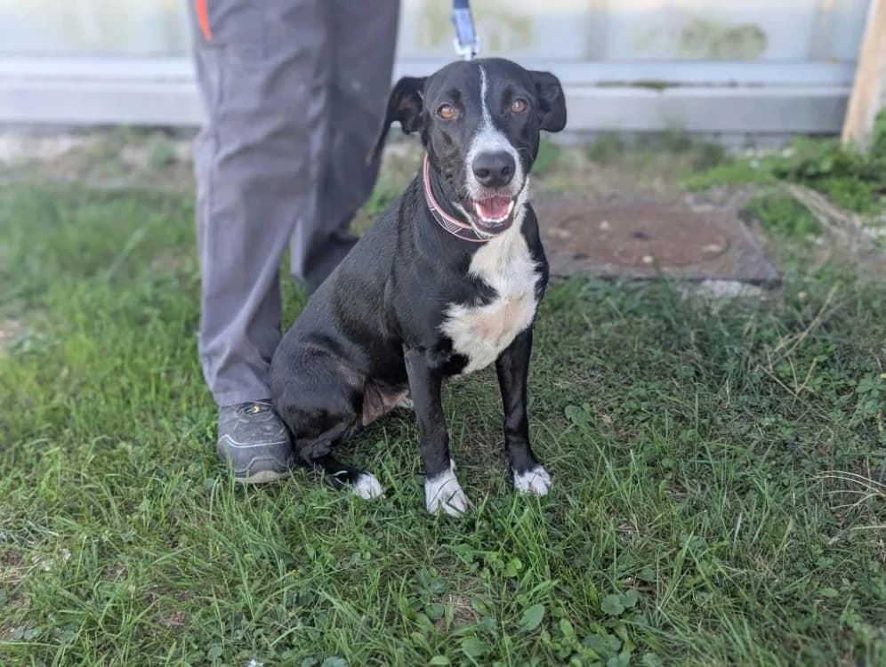 PINTA, female young mixed breed for adoption at Amiens), Poulainville