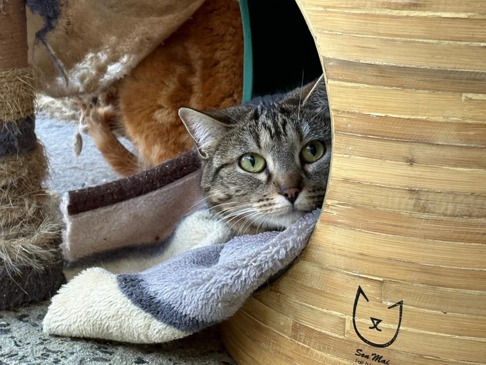 PUNCH QCT, female young mixed breed for adoption at SPA Quimper, Quimper