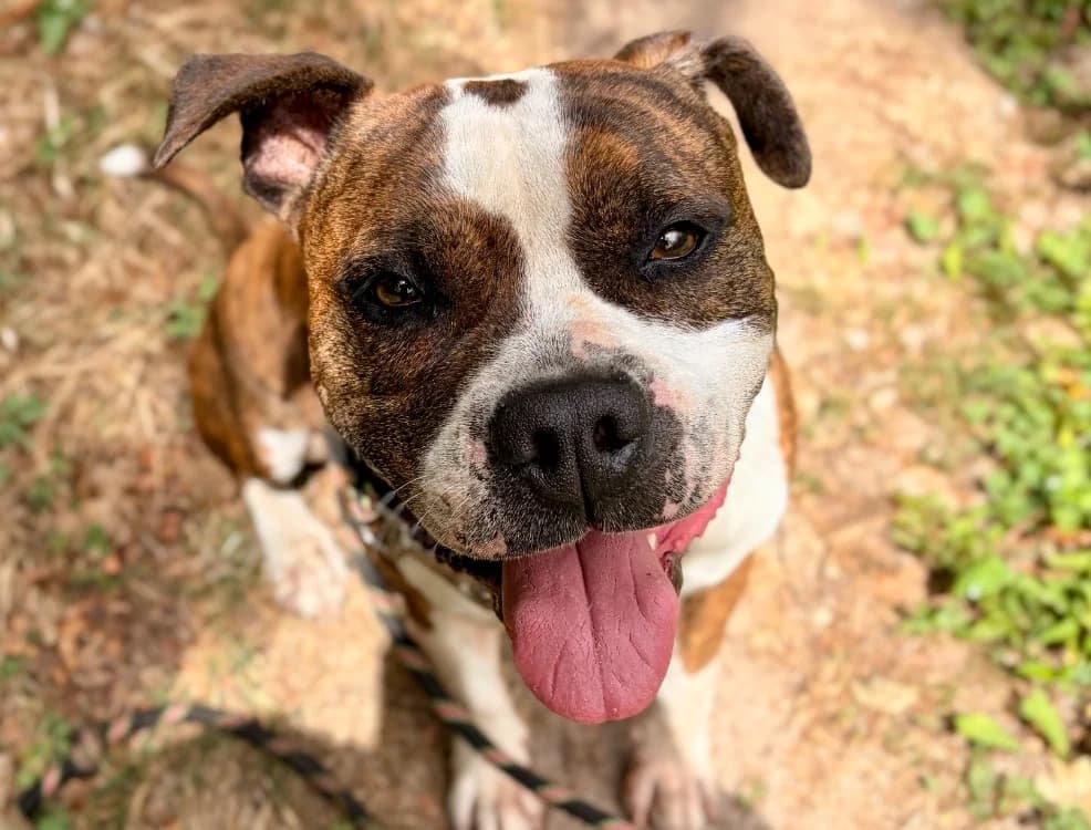 PYRUS dit « POLOCHON » QCN, male 7yo American Staffordshire Terrier for adoption at SPA Quimper, Quimper