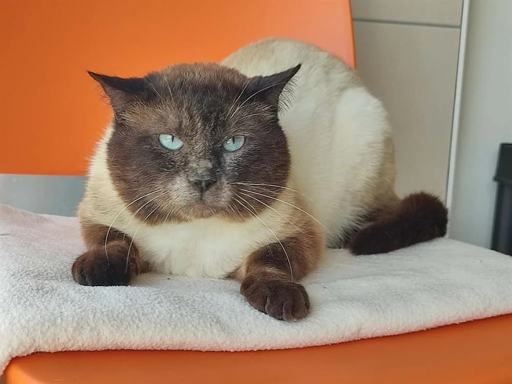 GUERMANGE, male 6yo mixed breed for adoption at SPA Quimper, Quimper