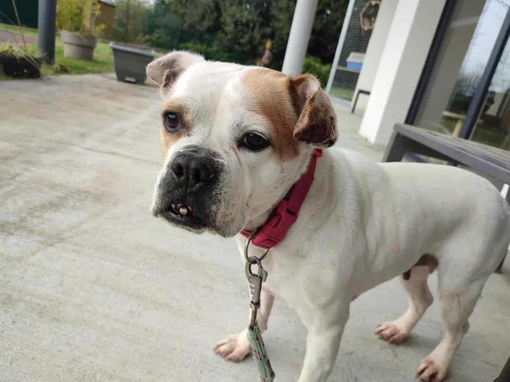 OMNESIA QCN (réservée), female 5yo French Bulldog for adoption at SPA Quimper, Quimper