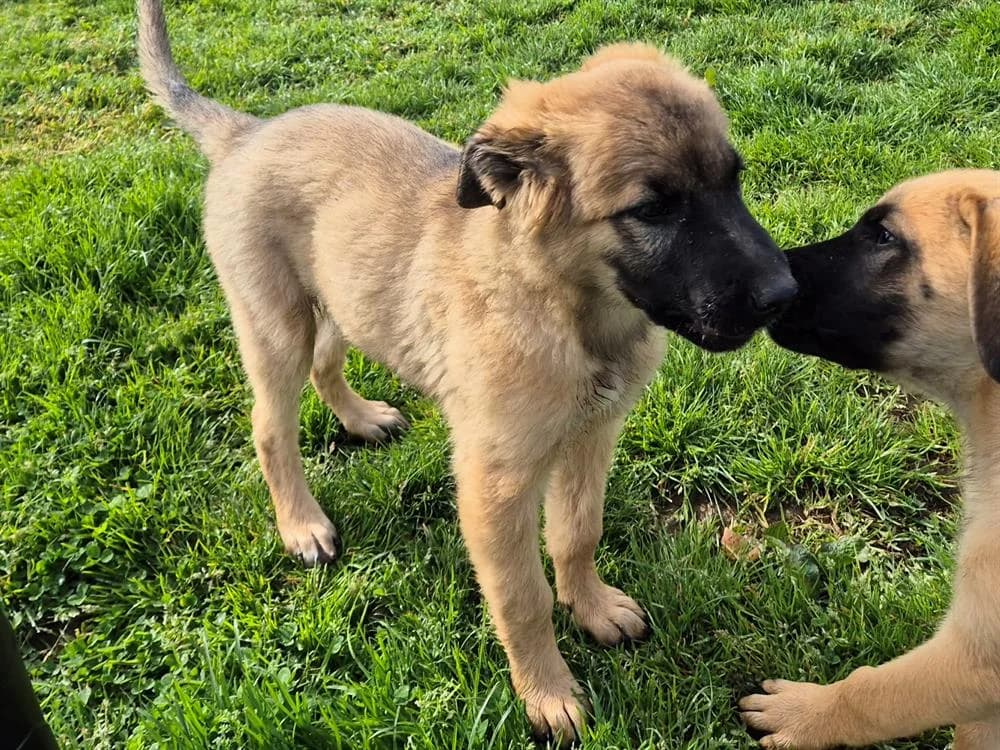 LASLO QCN (j'ai trouvé ma famille), male Belgian Tervuren for adoption at SPA France, Paris — photo 2 of 3