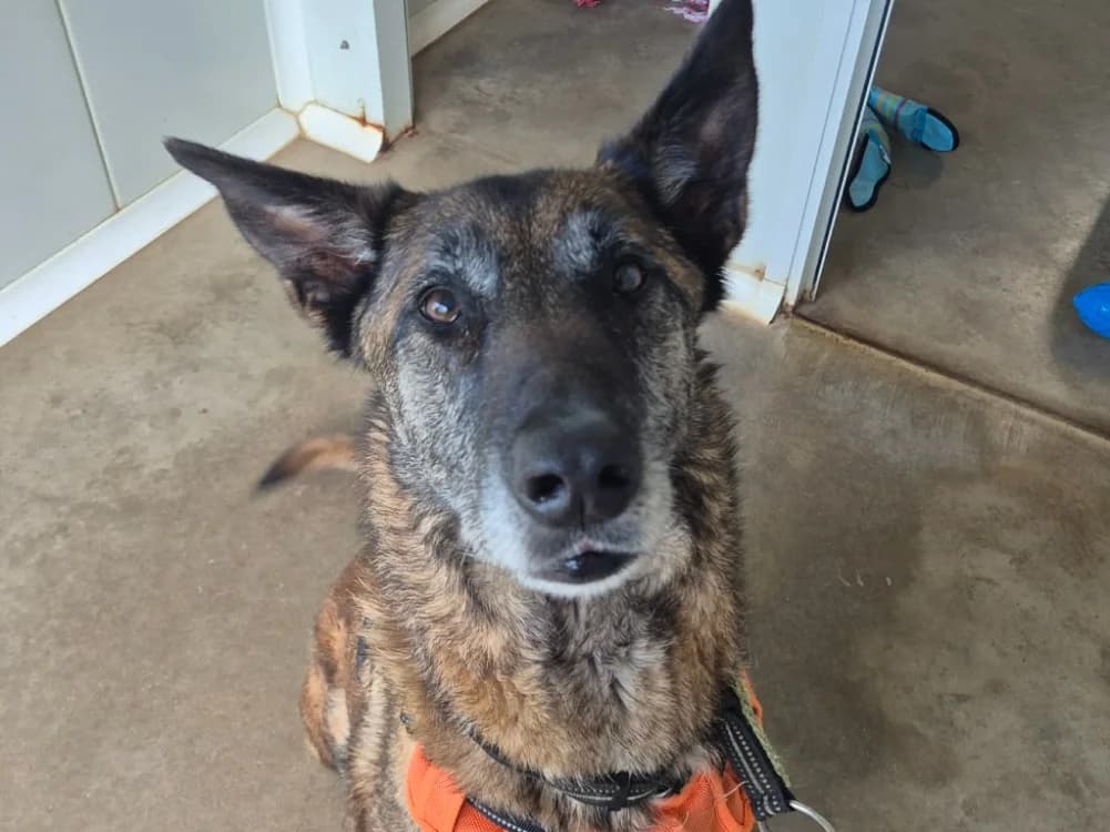 LEILA QCN, female 6yo Belgian Malinois for adoption at SPA Quimper, Quimper