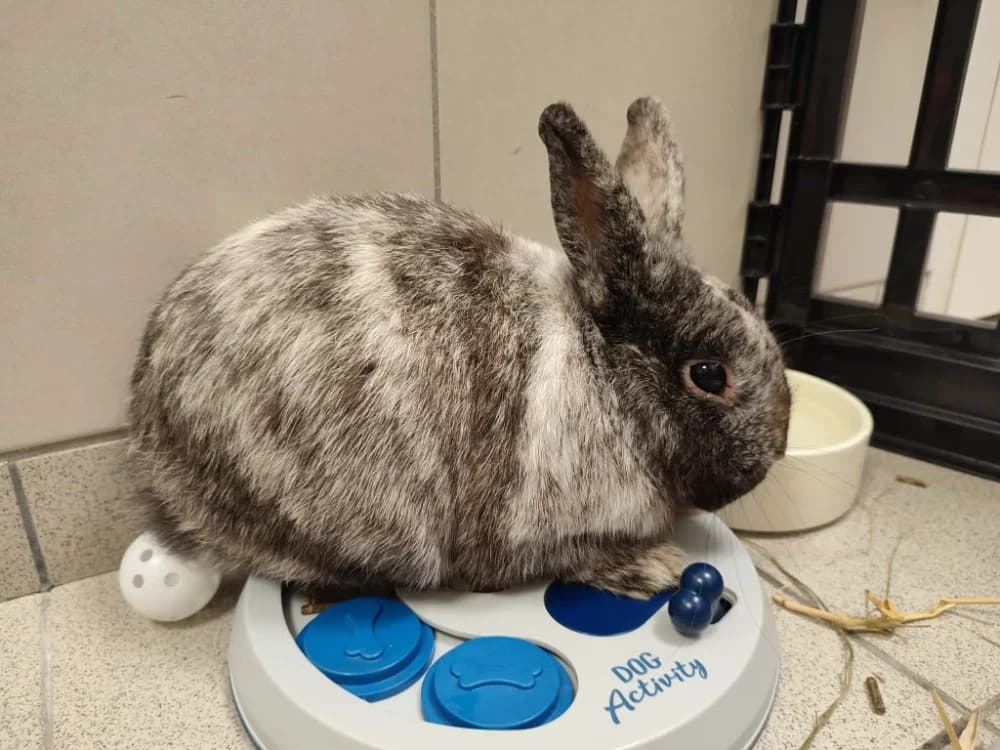 LAPOREILLE QNAC, male mixed breed for adoption at SPA Quimper, Quimper