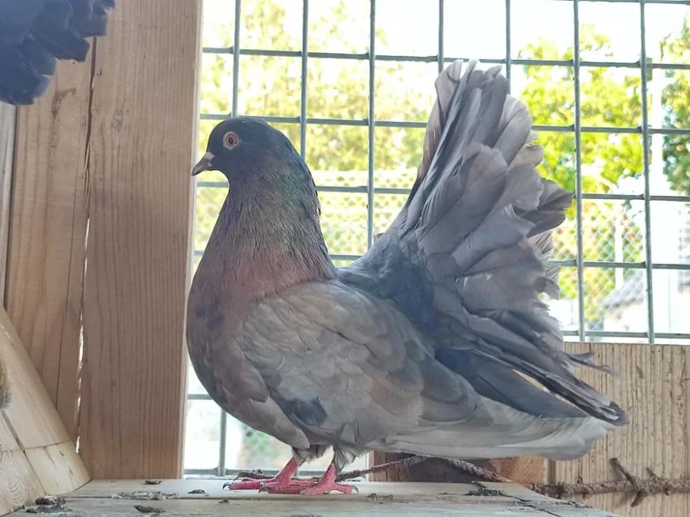 POICHIGEON QNAC, male mixed breed for adoption at SPA Quimper, Quimper