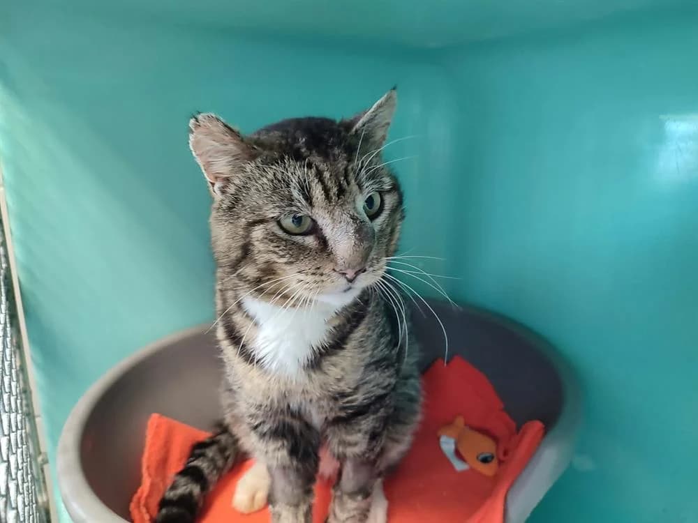 DAVEY JONES QCT, male mixed breed for adoption at SPA Quimper, Quimper