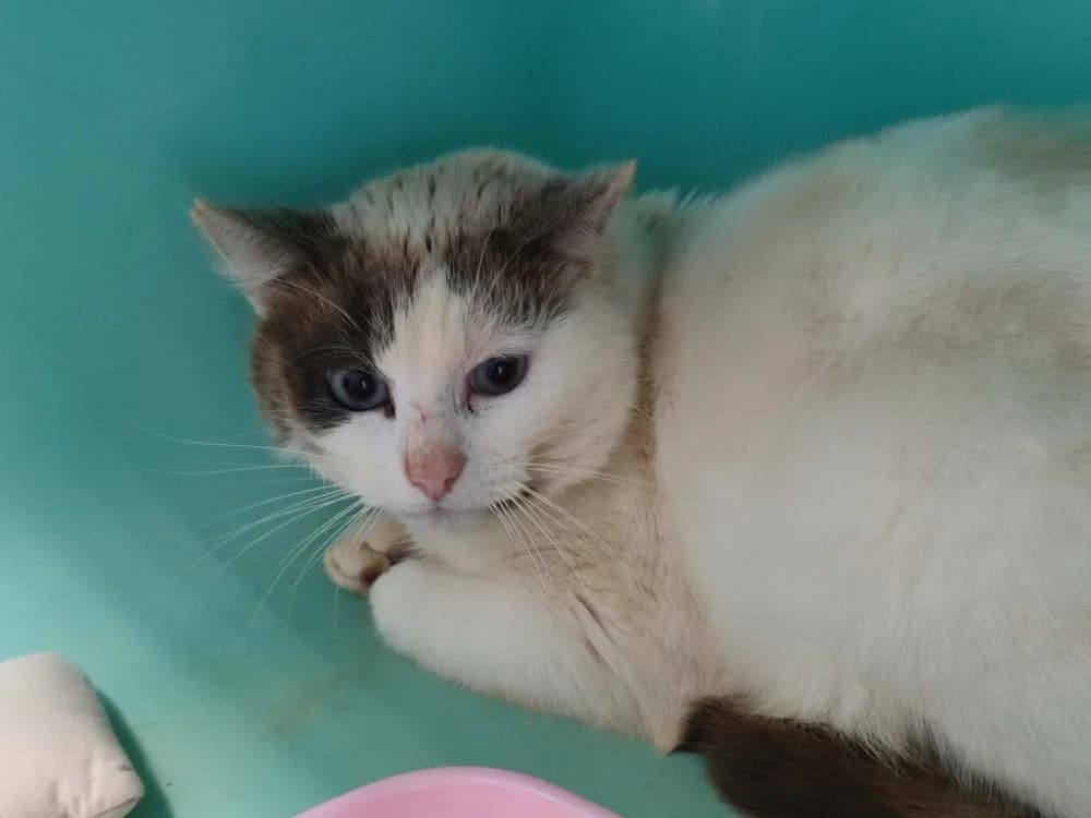 SPARROW QCT, female mixed breed for adoption at SPA Quimper, Quimper