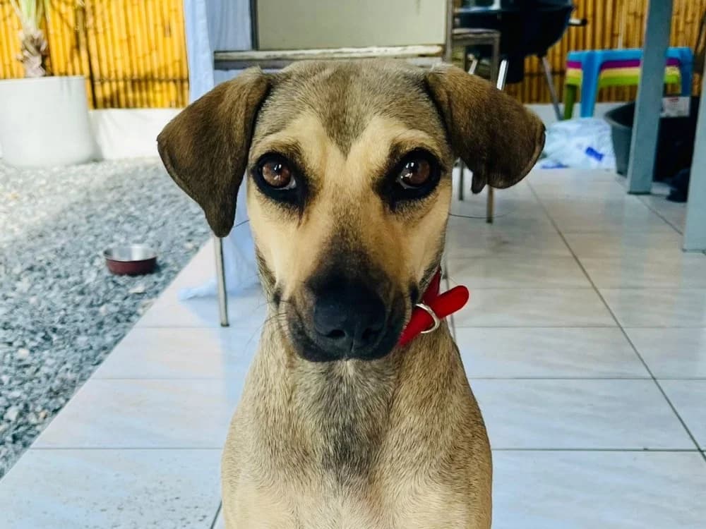 FATOU QCN, female mixed breed for adoption at SPA Quimper, Quimper