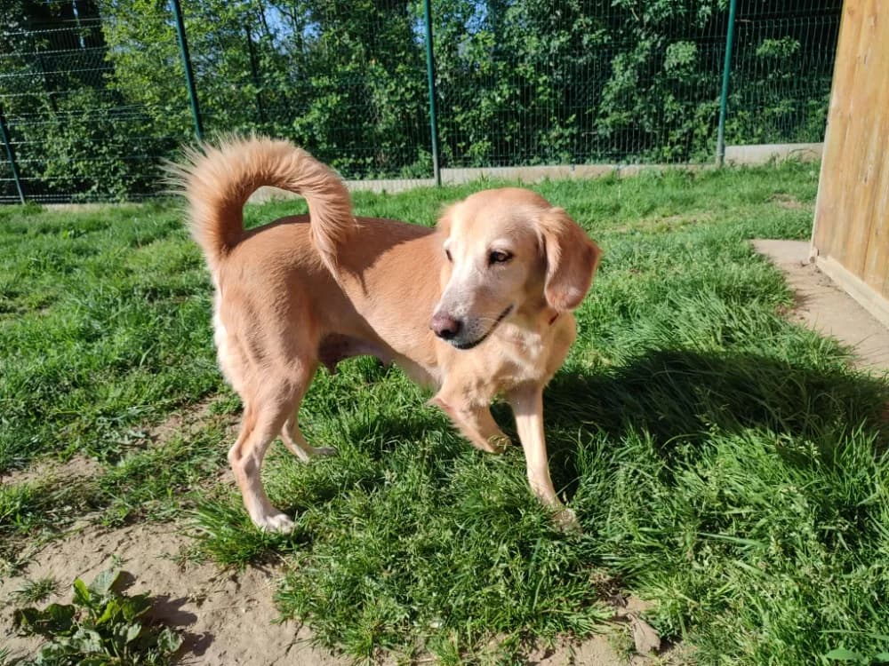 D'ANA QCN (réservée), female Mixed Breed for adoption at SPA Quimper, Quimper