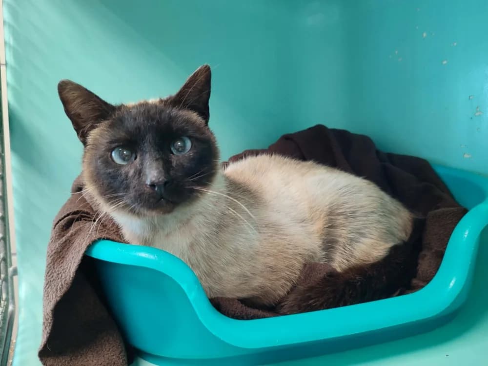 DEAMBULATEUR QCT, male 4yo Mixed Breed for adoption at SPA Quimper, Quimper