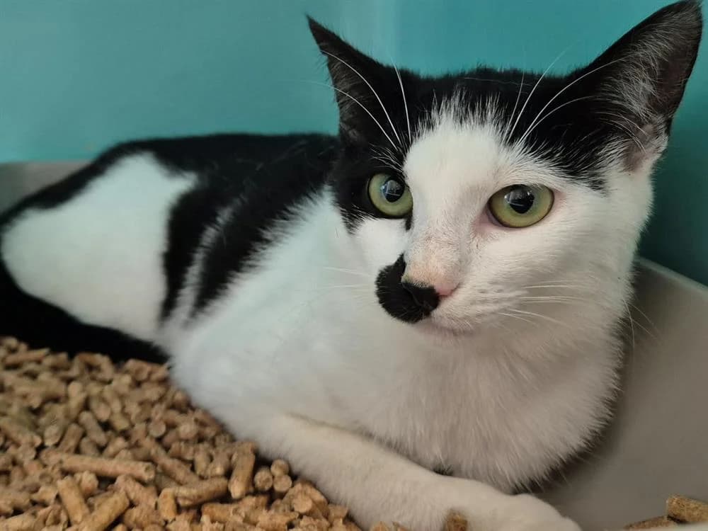 MOANA QCT ( a trouvé sa famille), female young Mixed Breed for adoption at SPA Quimper, Quimper