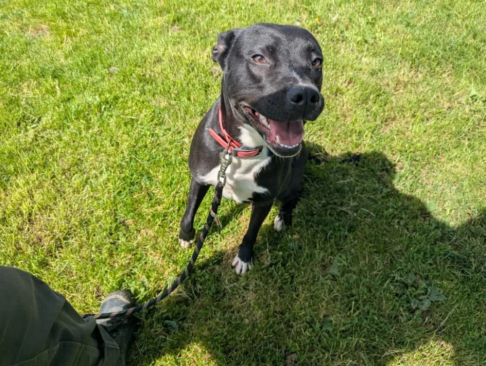 REVA QCN (j'ai trouvé ma famille), female 3yo mixed breed for adoption at SPA Quimper, Quimper
