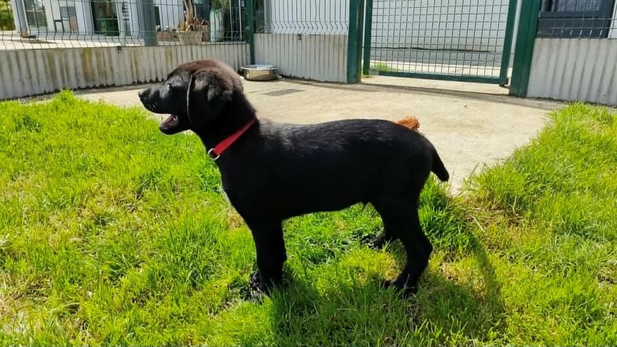 OEILLET QCN (Collier rouge) (réservé), male Labrador Retriever for adoption at SPA Quimper, Quimper