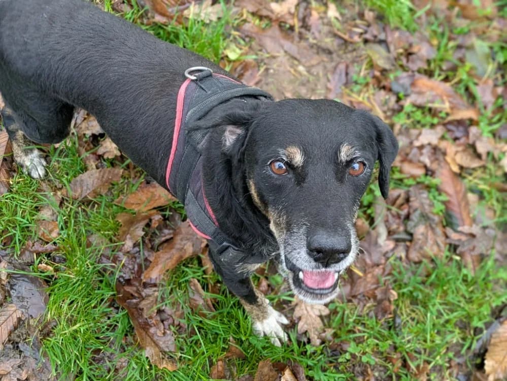 JEAN-LOUIS QCN, male 6yo Mixed Breed for adoption at SPA Quimper, Quimper