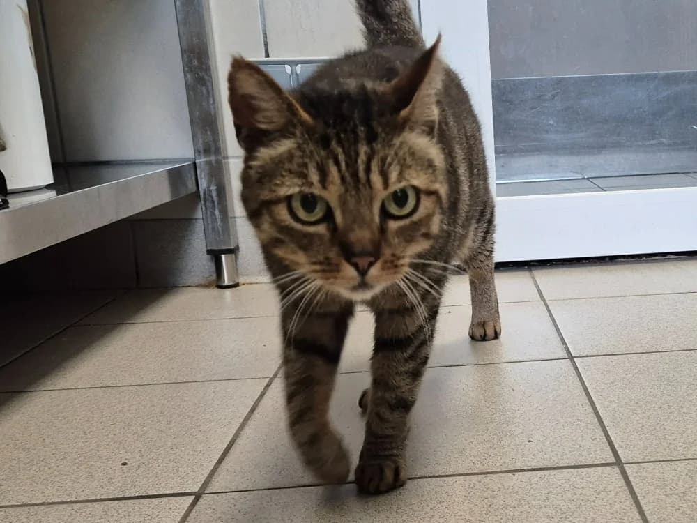 GASPARD QCT (j'ai trouvé ma famille), male 4yo Mixed Breed for adoption at SPA Quimper, Quimper