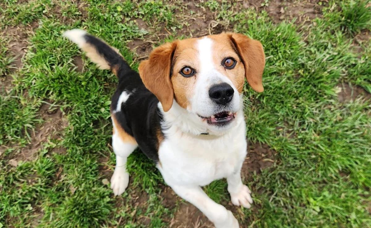 MORBIER QCN, male 5yo Beagle for adoption at SPA Quimper, Quimper