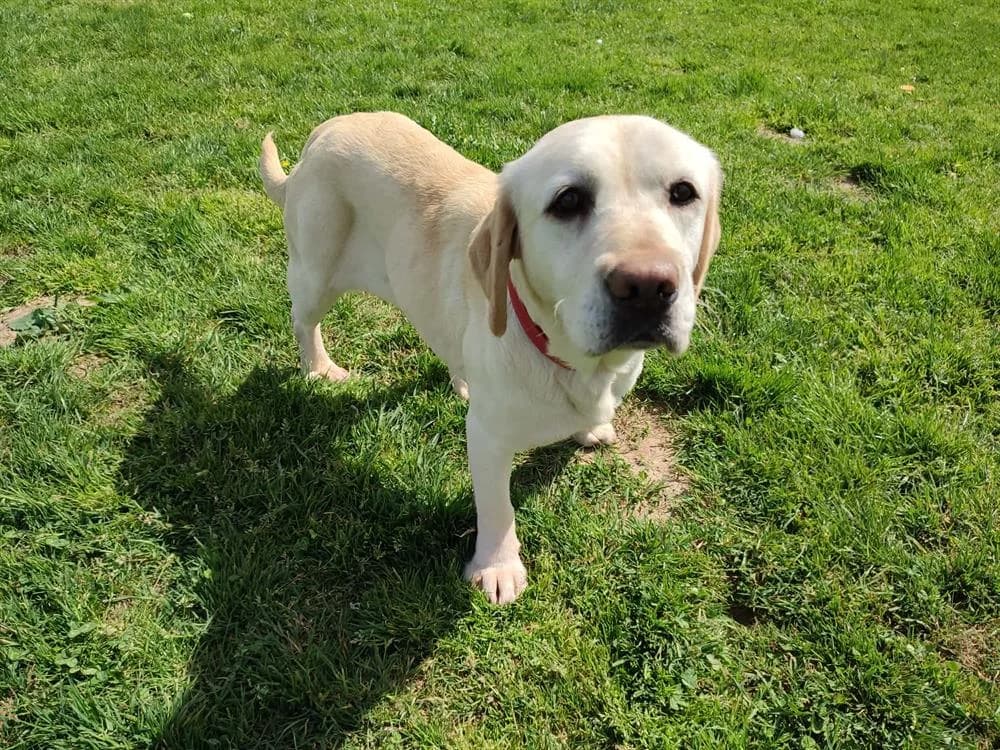 MADELEINE QCN, female 5yo Labrador Retriever for adoption at SPA Quimper, Quimper