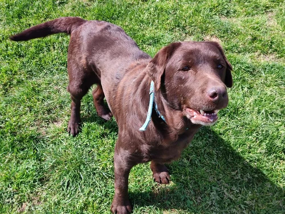 BRIOCHE QCN, female senior Labrador Retriever for adoption at SPA Quimper, Quimper