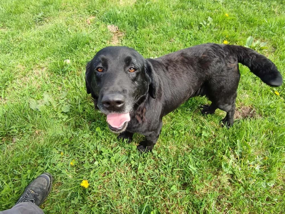 BROWNIE QCN, male senior Labrador Retriever for adoption at SPA Quimper, Quimper