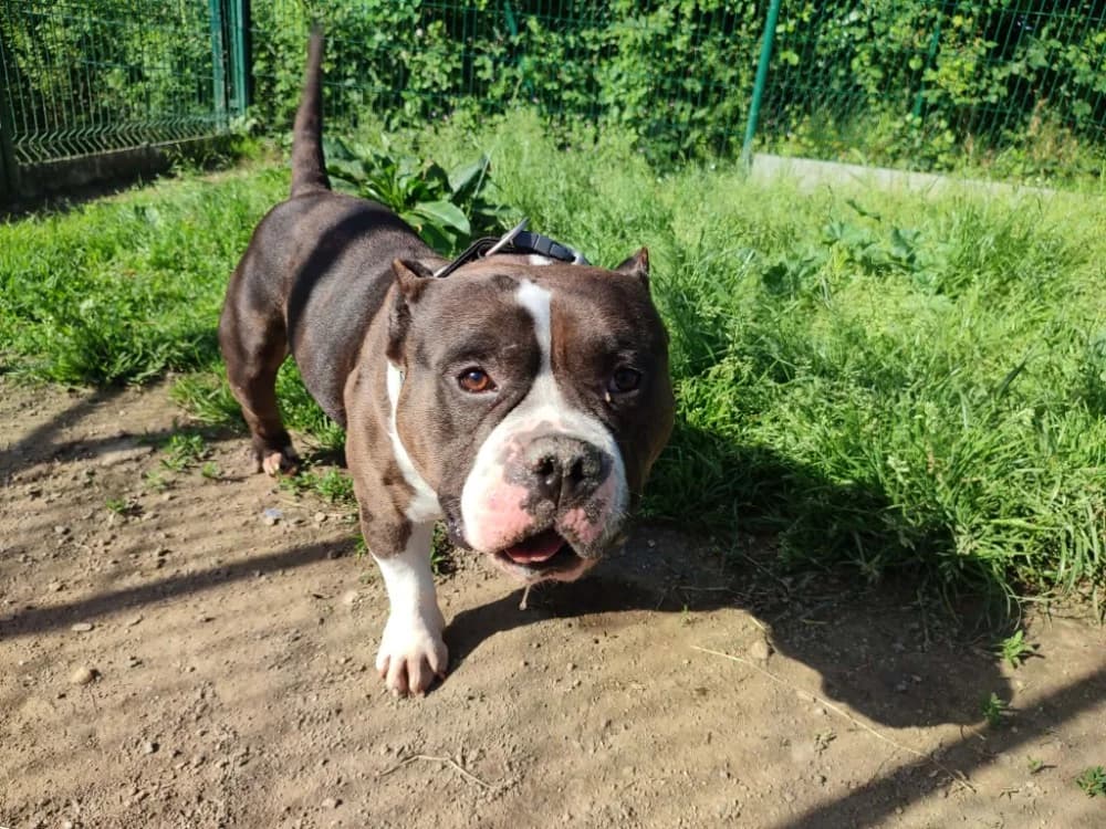 GUCCI QCN (a trouvé sa famille), male 4yo American Bully for adoption at SPA Quimper, Quimper