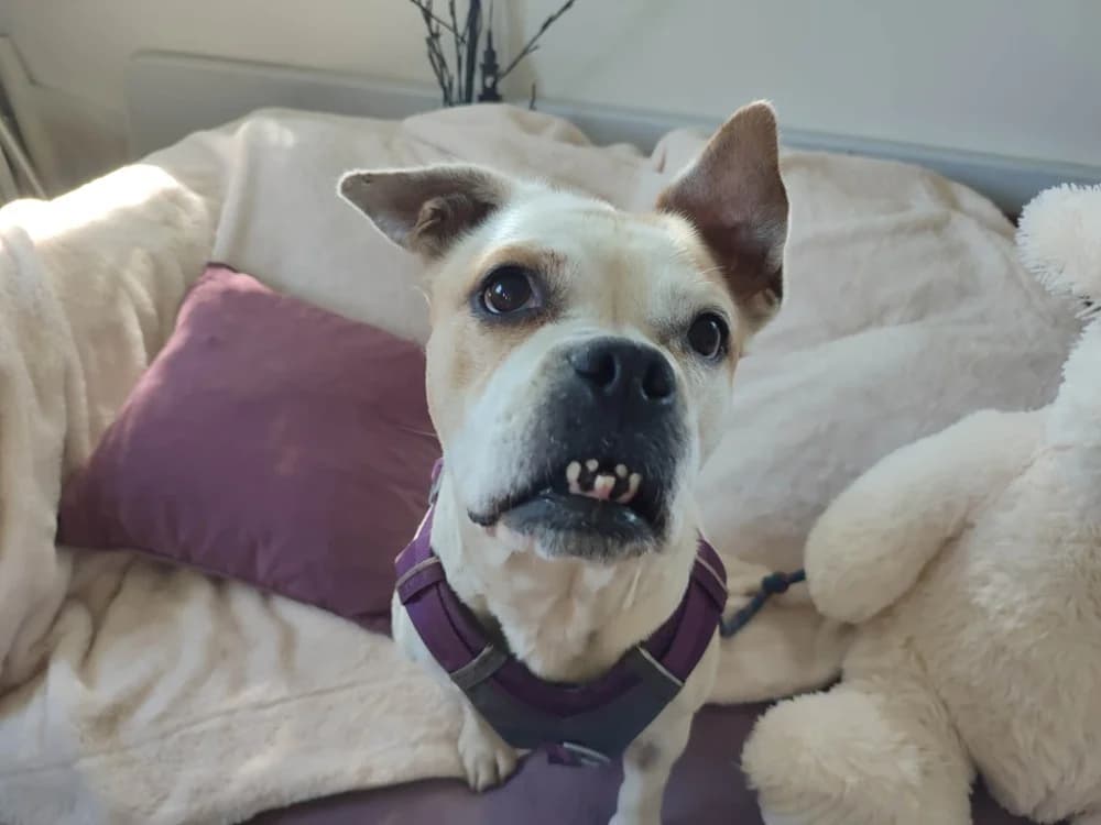 OMNESIA QCN, female 5yo French Bulldog for adoption at SPA Quimper, Quimper