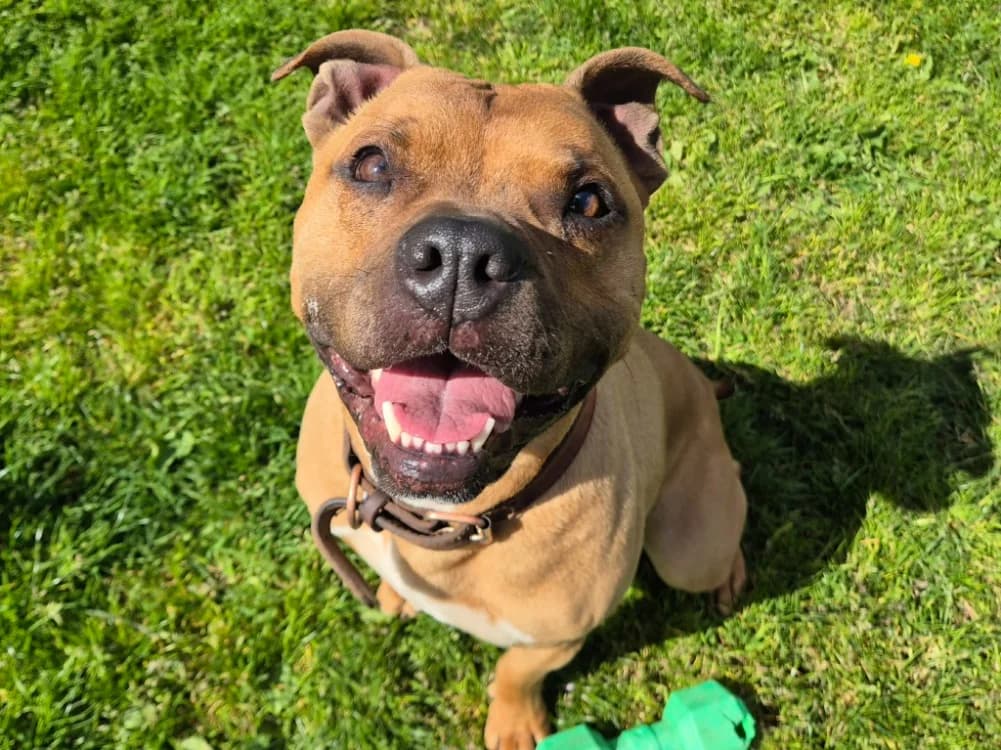 DARYO QCN, male 5yo Mixed Breed for adoption at SPA Quimper, Quimper