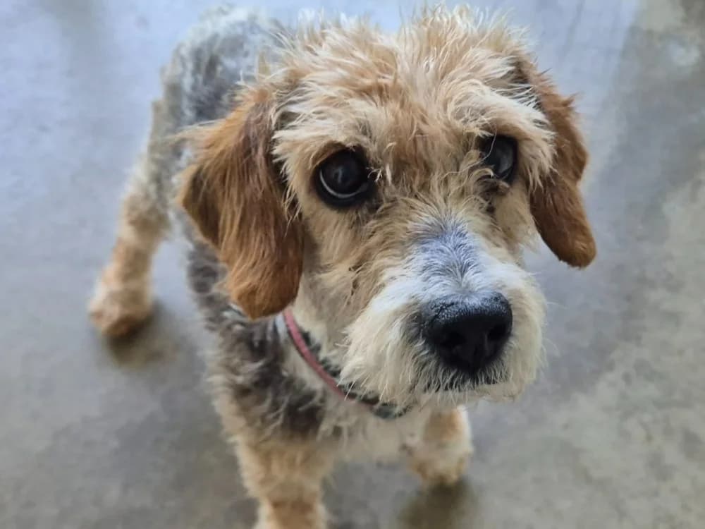 ROYAL CHEESE QCN, female senior Poodle for adoption at SPA Quimper, Quimper