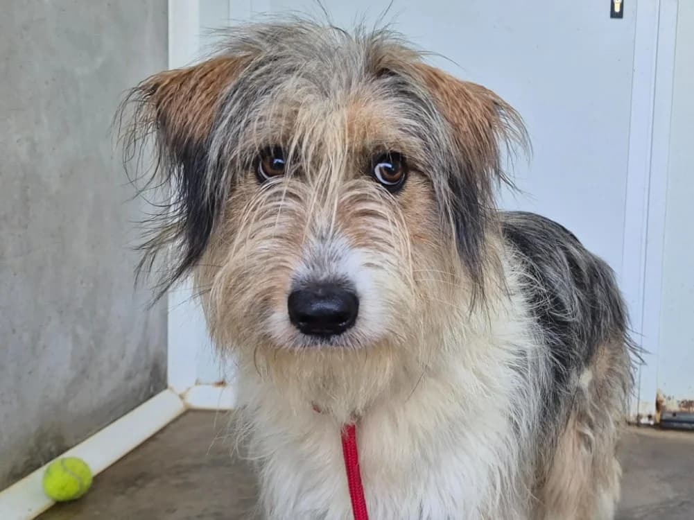BIG TASTY QCN (j'ai trouvé ma famille), female young mixed breed for adoption at SPA Quimper, Quimper