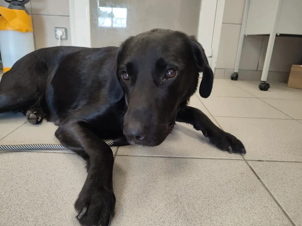 SILENE QCN, female 4yo Pointer for adoption at SPA Quimper, Quimper