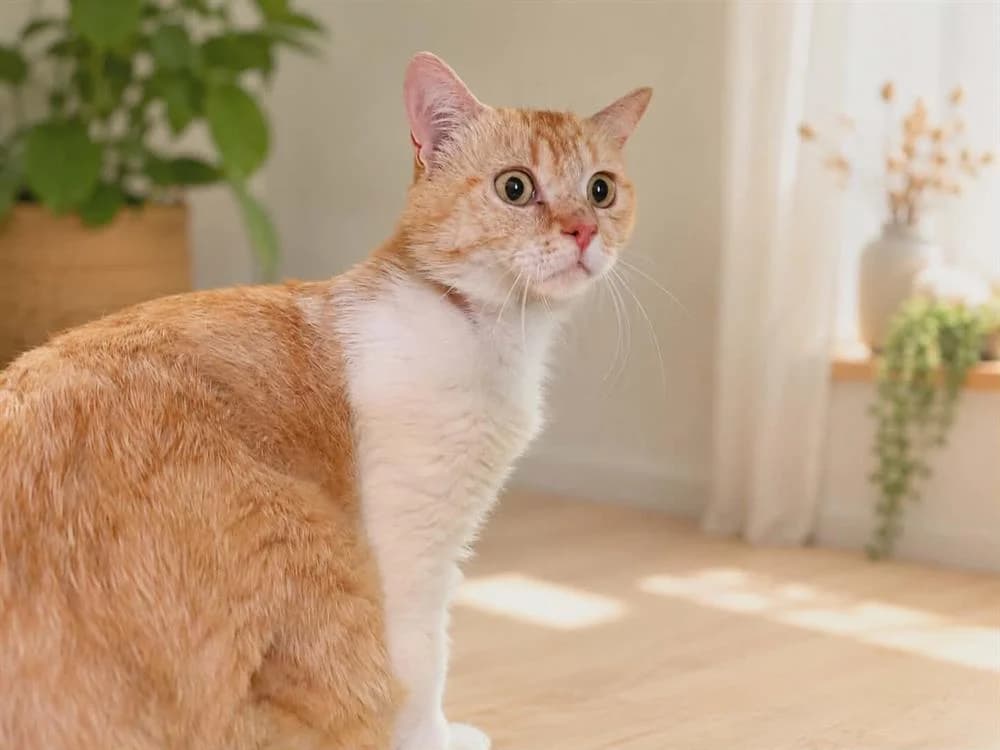 ISIDORE QCT (jai trouvé ma famille), male 3yo Mixed Breed for adoption at SPA Quimper, Quimper