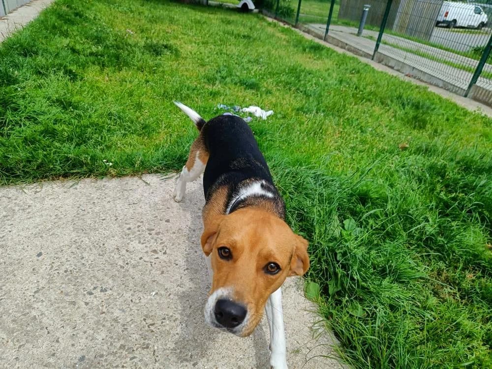 ALSO QCN (j'ai trouvé ma famille), male young Beagle for adoption at SPA Quimper, Quimper