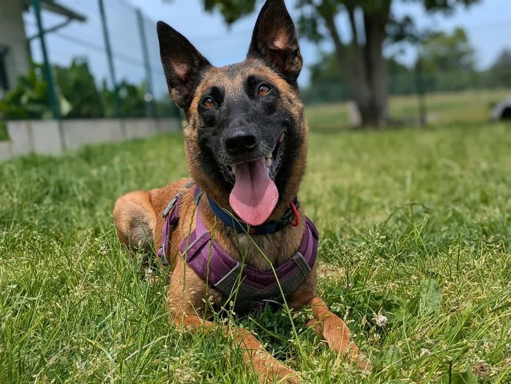 STORMY QCN (réservée), female 4yo Belgian Malinois for adoption at SPA Quimper, Quimper