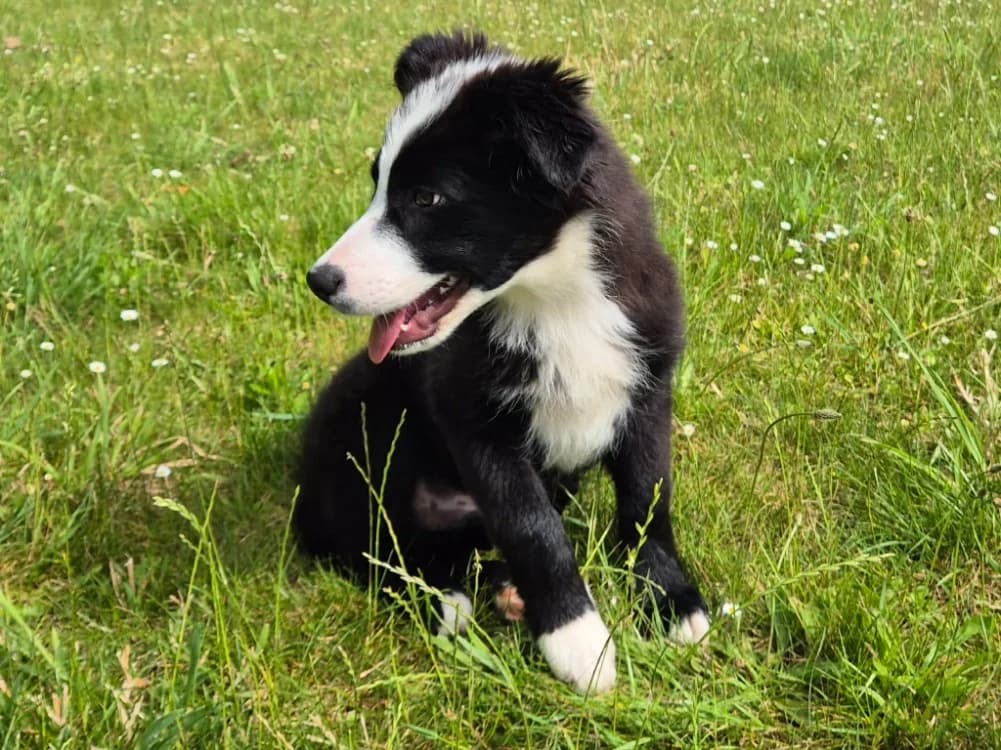 CHEESEBURGER QCN, male puppy Border Collie for adoption at SPA Quimper, Quimper