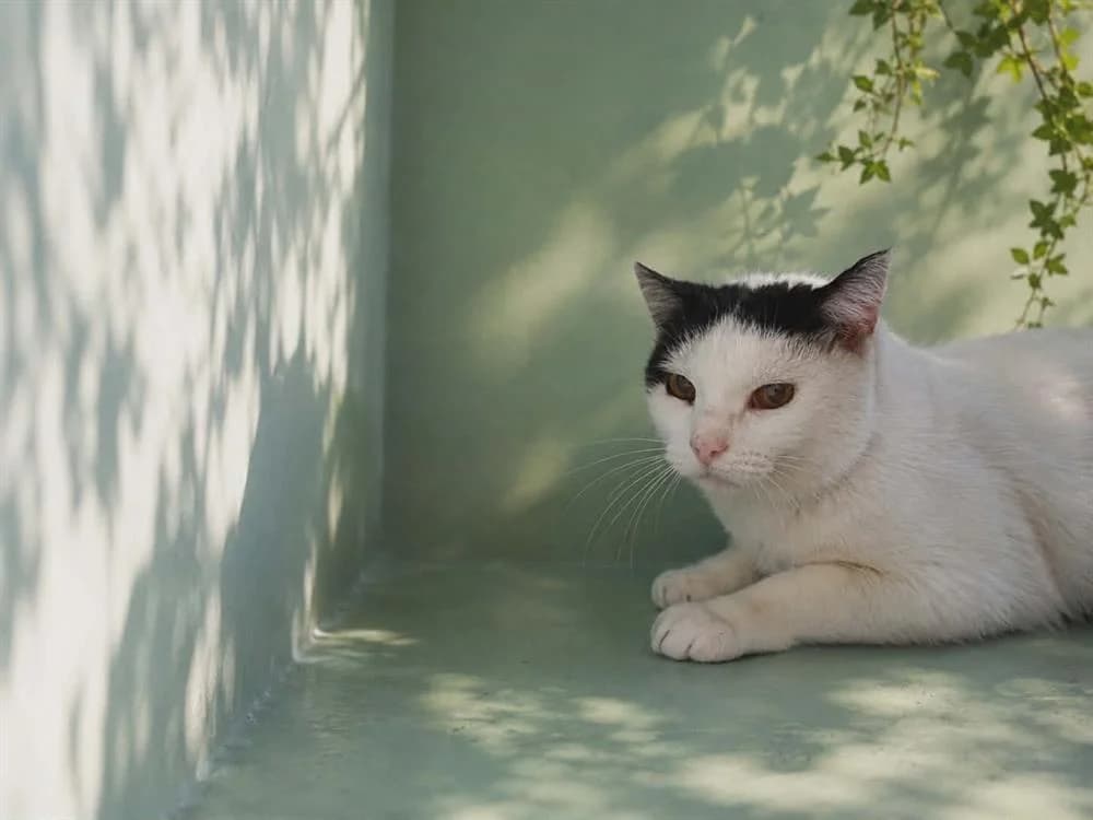 MINOU QCT, male senior Mixed Breed for adoption at SPA Quimper, Quimper