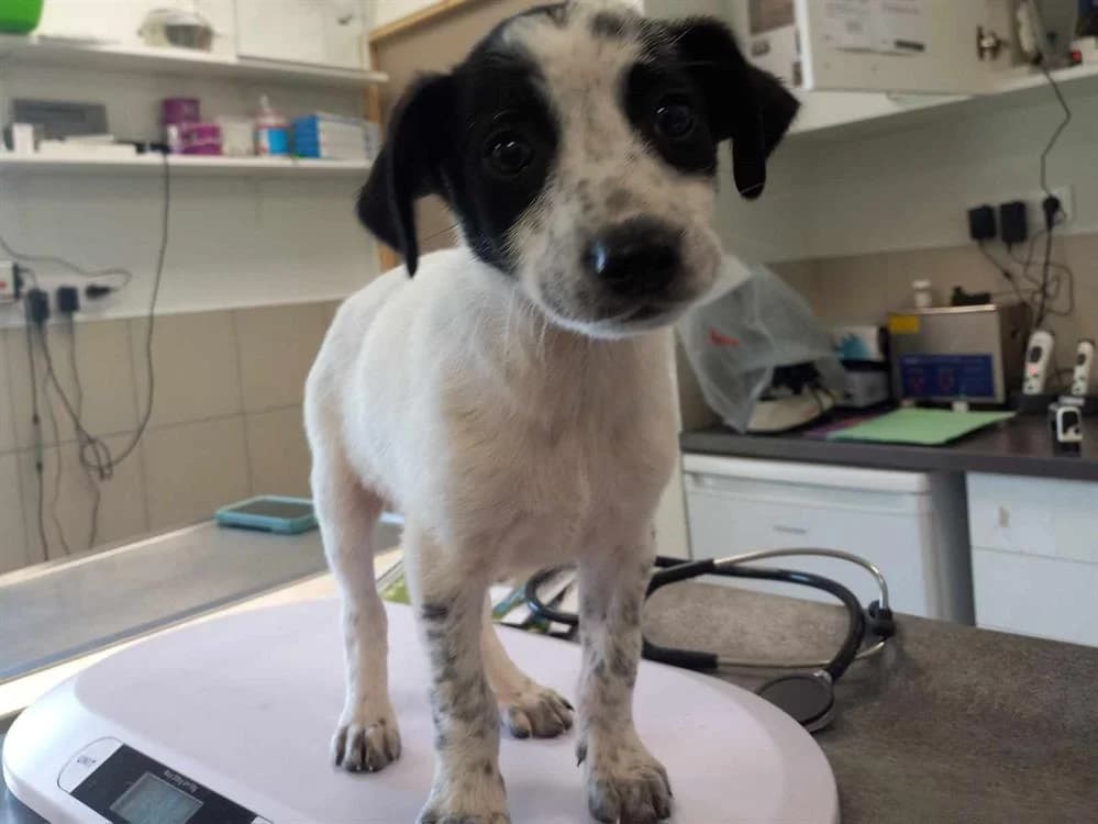 MARSU QCN, male young Mixed Breed for adoption at SPA Quimper, Quimper
