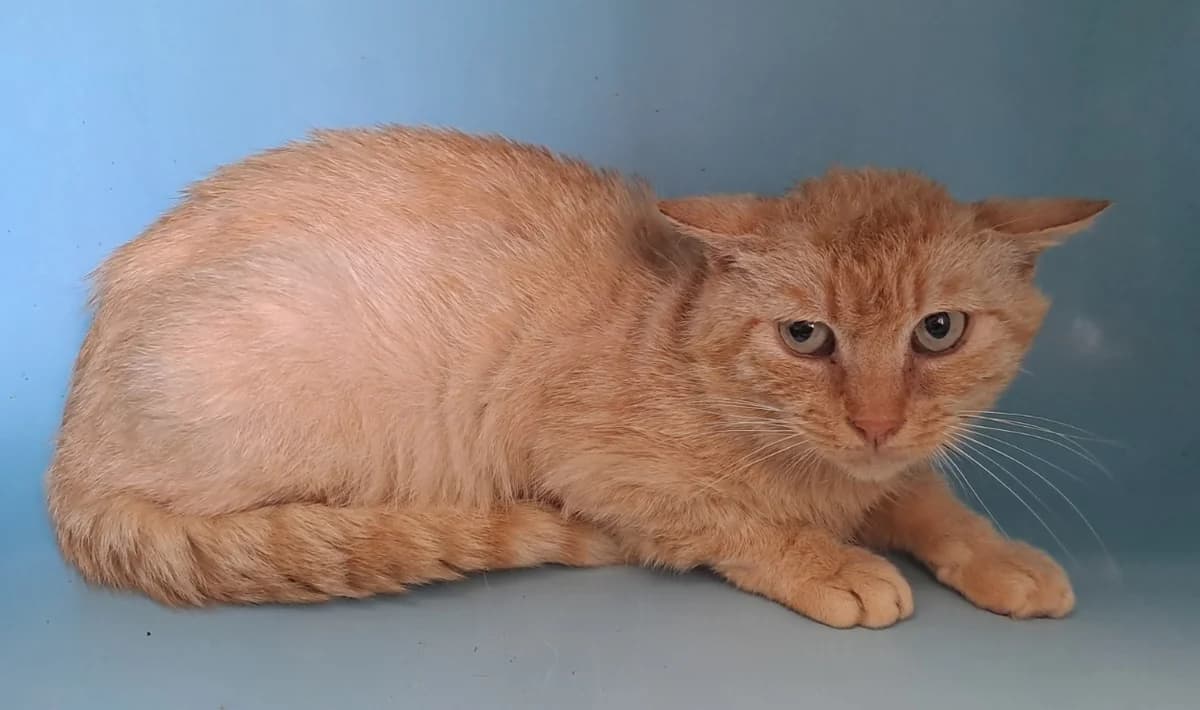 ORIATO QCT, male senior Mixed Breed for adoption at SPA Quimper, Quimper