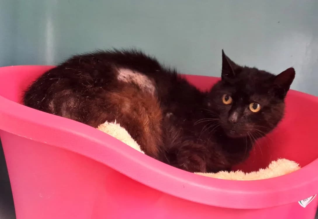 ANUATO QCT, male senior Mixed Breed for adoption at SPA Quimper, Quimper