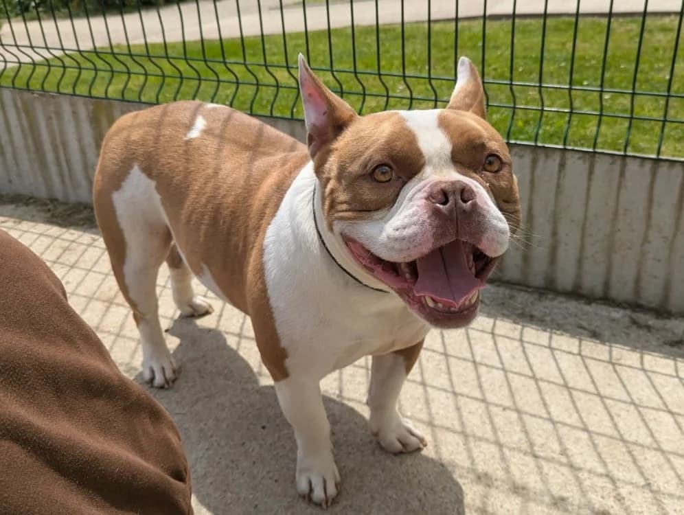 TREVOR QCN, male 4yo American Bully for adoption at SPA Quimper, Quimper
