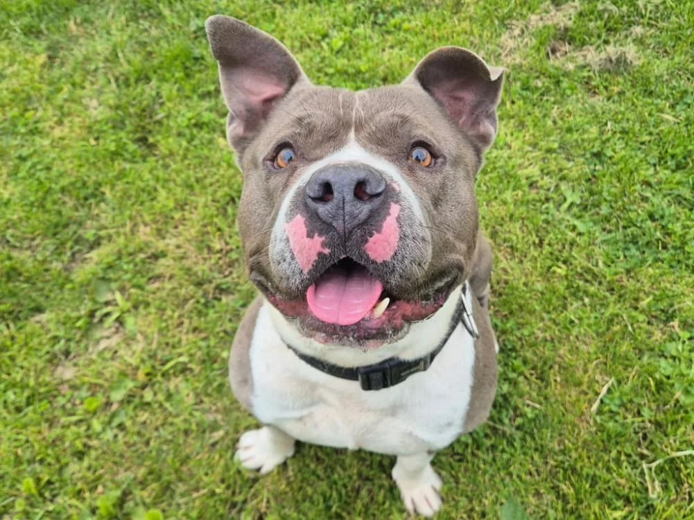 ATHOS QCN, male 5yo American Bully for adoption at SPA Quimper, Quimper