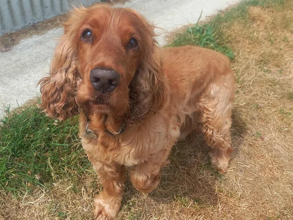 NESQUICK QCN, male senior Cocker Spaniel for adoption at SPA Quimper, Quimper