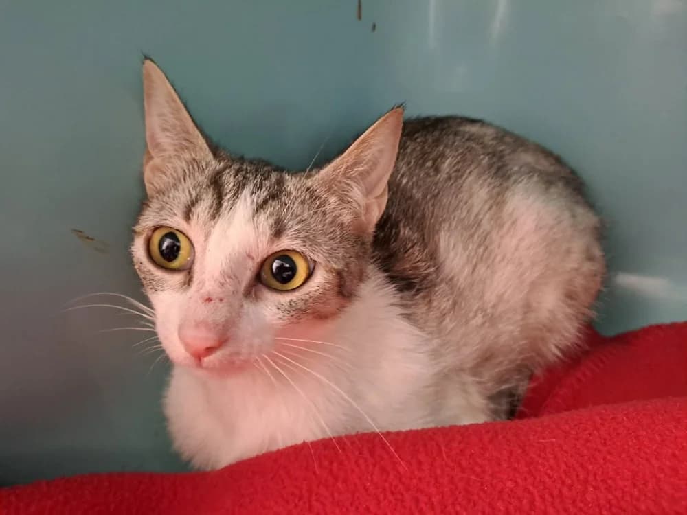 BRIE QCT, female Mixed Breed for adoption at SPA Quimper, Quimper