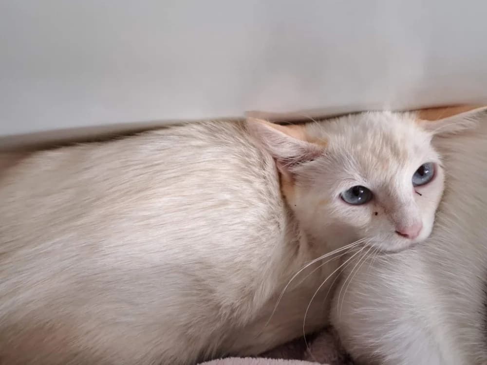 CAMEMBERT QCT, female Mixed Breed for adoption at SPA Quimper, Quimper